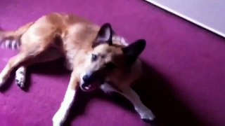 Funny Animal Videos  funny fail video 2014 Part9
