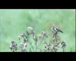 Putter - Carduelis carduelis - Goldfinch - Stieglitz