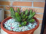 suculentas y cactus de txodoni