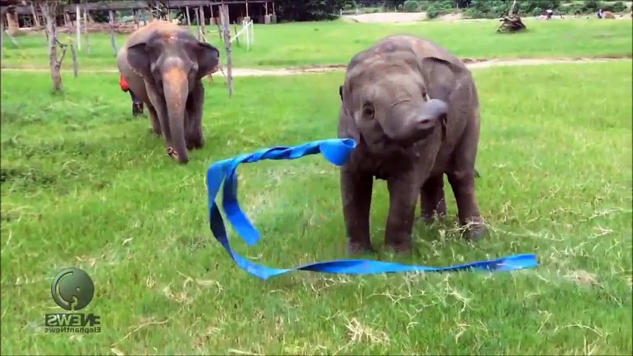 FUNNY ANIMALS   FUNNIEST ANIMAL CLIPS   FUNNY PETS | funny pets | funny pets videos