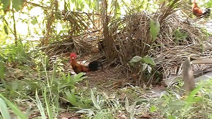 Ayam Hutan 6