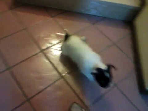 Bouledogue francese cucciola 2 mesi Gaia 2di2, bouledogue francais puppie