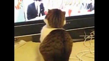Video Lucu Pertarungan Kucing lihat Gaya Duel Maut :D