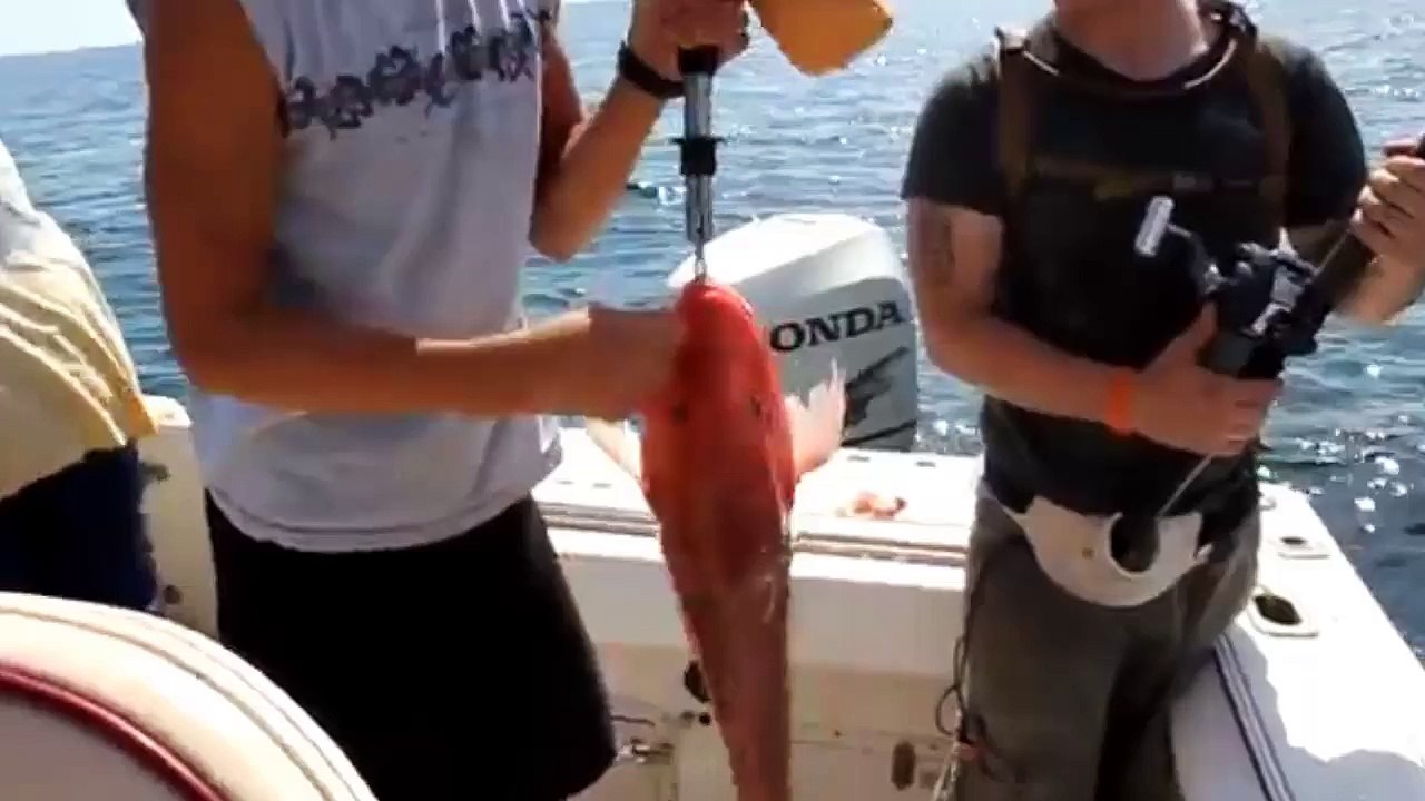 Bu kadar güzel bir av seyrettiniz mi