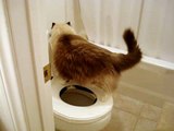 Cat Prefers Human Toilet over Litterbox