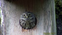 SPARVUGGLA  Eurasian Pygmy Owl  (Glaucidium passerinum)   Klipp - 1255