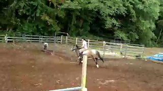 pony jumps 5ft oxer