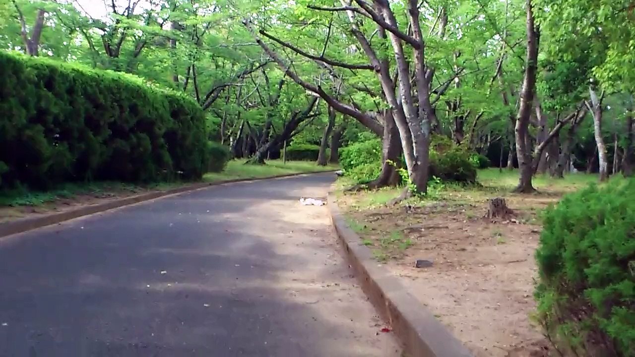 ネコが遠くでじゃれている