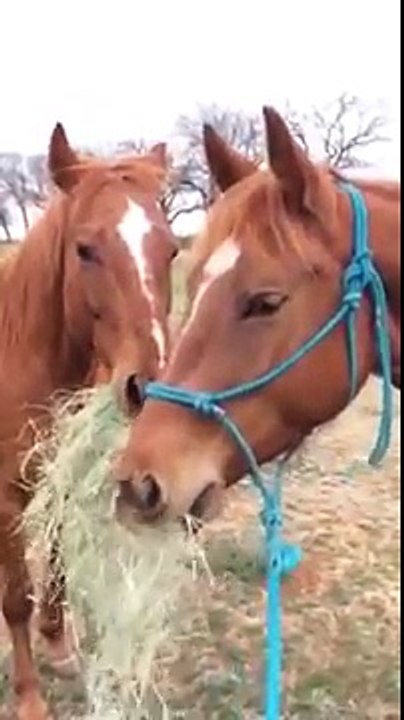 Un cheval offre du foin à sa petite amie