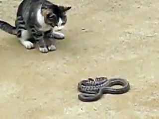 Yılan Yiyen Azgın Kedi