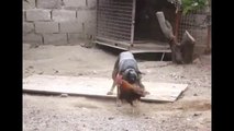 Rottweilera Ayar veren Azgın Horoz