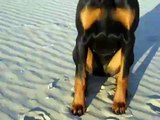 DOBERMANN Wendy on serapo beach GAETA