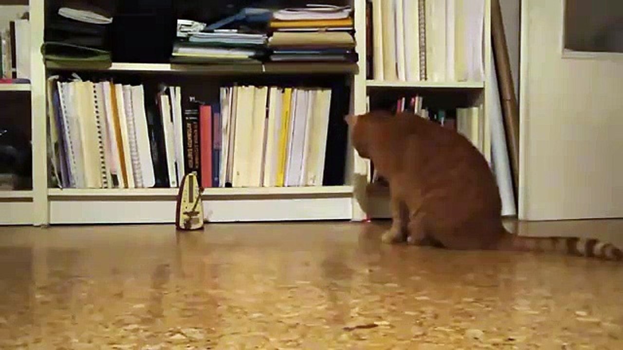 METRONOMO VRS GATO
