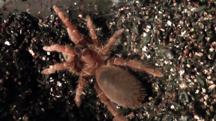 C.crawshayi hissing　キングバブーン