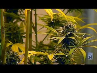 Medical marijuana 'Cannabis Inc ' - Foreign Correspondent, ABC (2014)