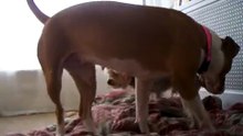 Little dog takes big dog! (part1)