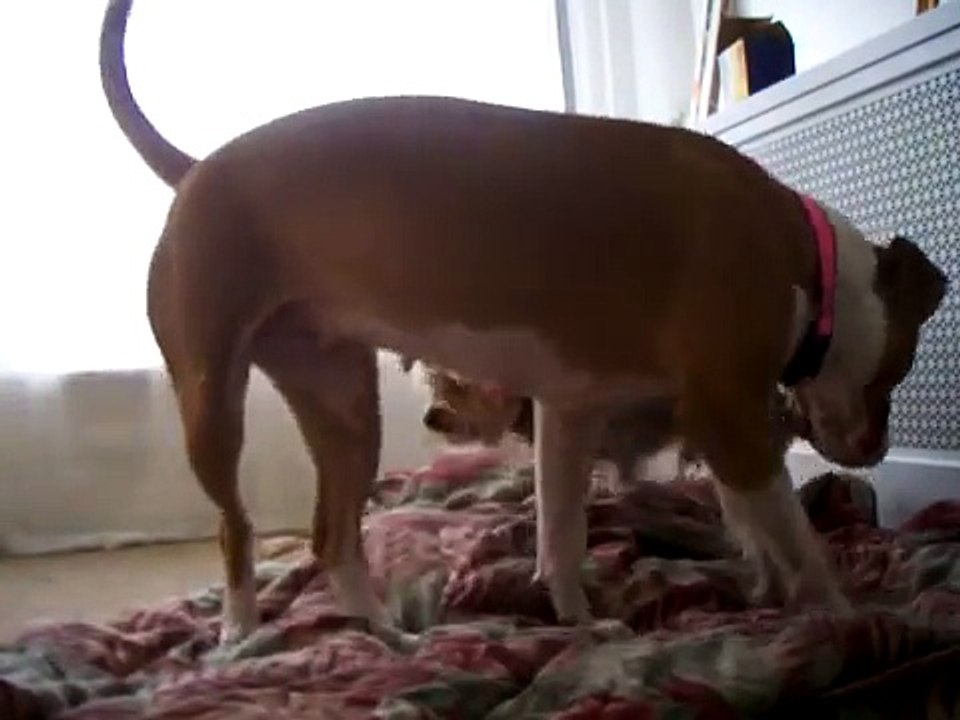Little dog takes big dog! (part1)