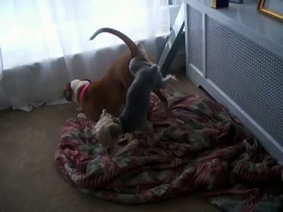 Little dog takes big dog! (part 2)