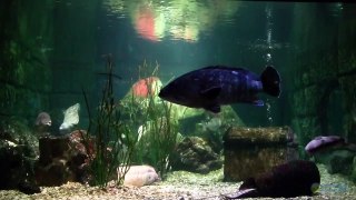 HDTV - Relaxing Fish Tank (Brown Grouper, Stingray, Moray)