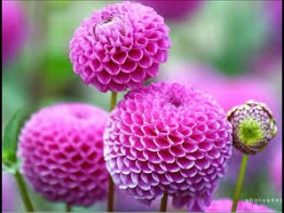 Las Flores Mas Lindas Del Mundo