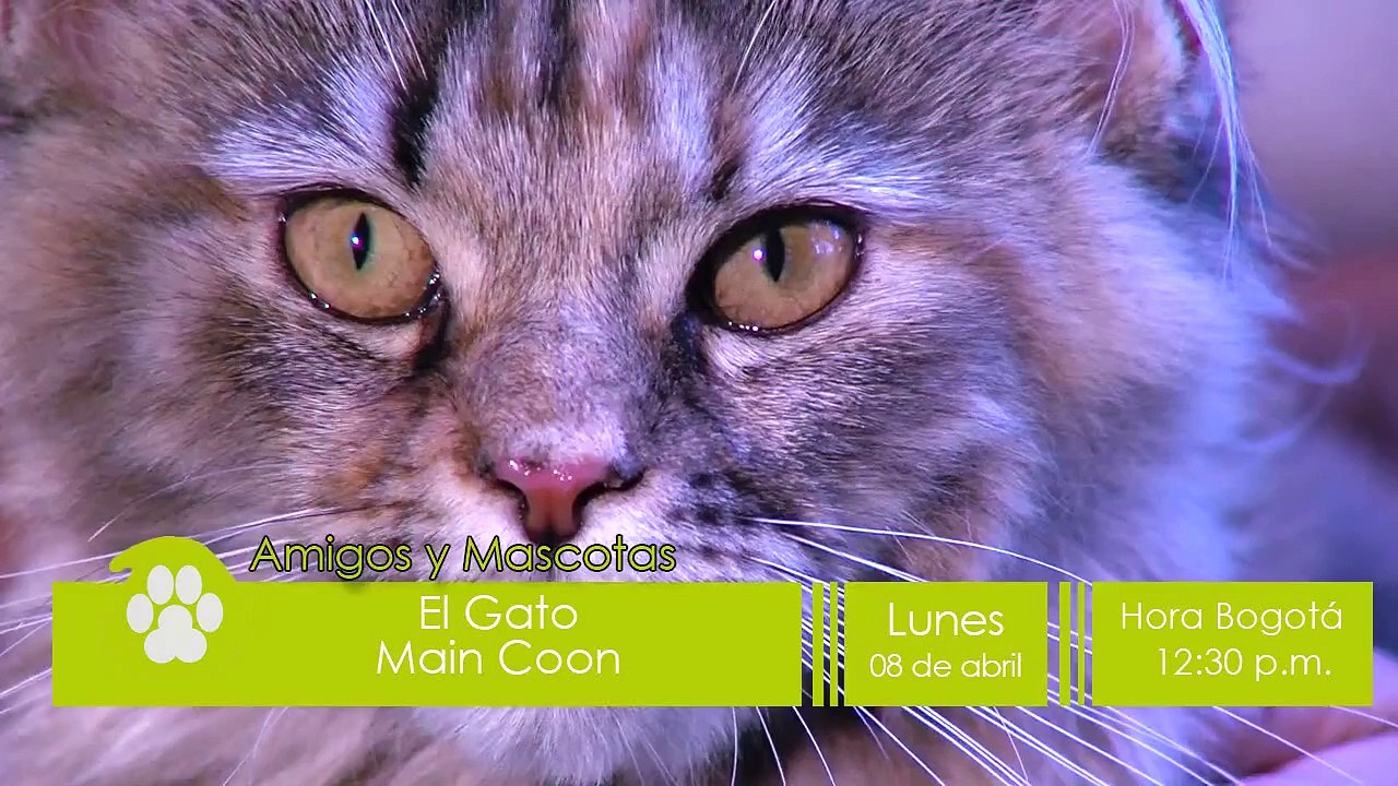 Promo Gato Maine Coon