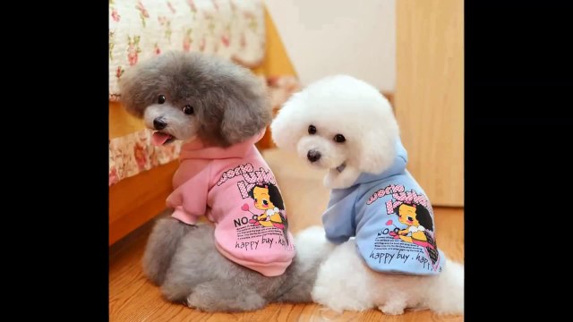 4 ΑΠΡΙΛΙΟΥ ΠΑΓΚΟΣΜΙΑ ΗΜΕΡΑ ΑΔΕΣΠΟΤΩΝ ΖΩΩΝ