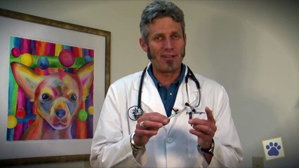 Animal Health Hospital: How To Give Allergy Shots To Your Dog Or Cat