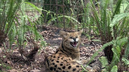 Talking Kitty Cats: Serval Edition