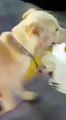 Mama Dog Efficiently Carries Her Tiny Puppy Down the Street in a Plastic Bag (VIDEO) Cute!