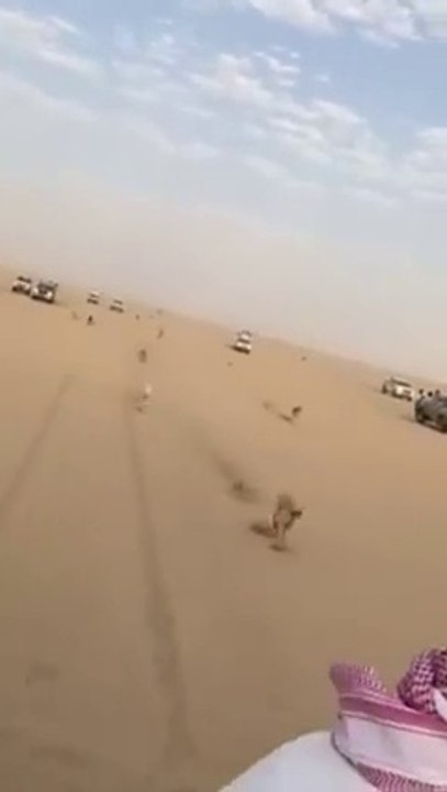 dog racing