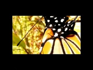 metamorfosis y migracion mariposa monarca