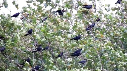 Crows and jackdaws in the wind