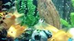 Parrot cichlids and others 2.