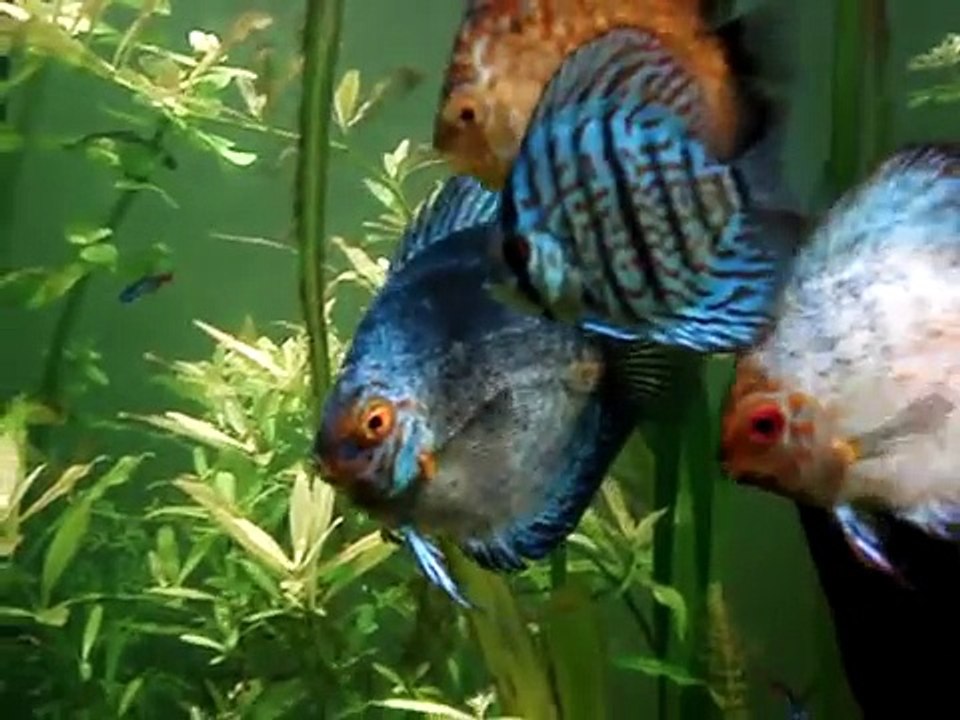 Dancing Discus