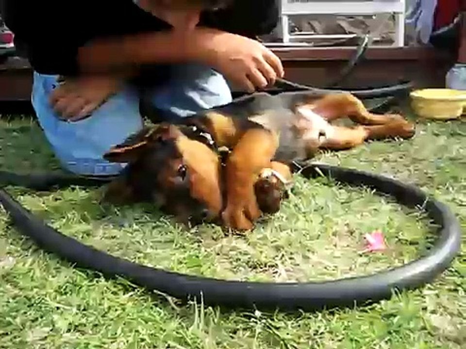 Rocker Rottie/Cocker Mix