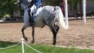 Lipizzans:All steps and movements of the classical school