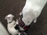 Pit bull vs Chihuahua