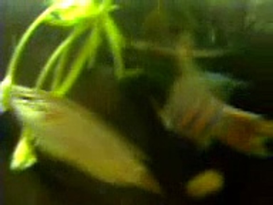 蓋斑鬥魚交配(1) 前戲