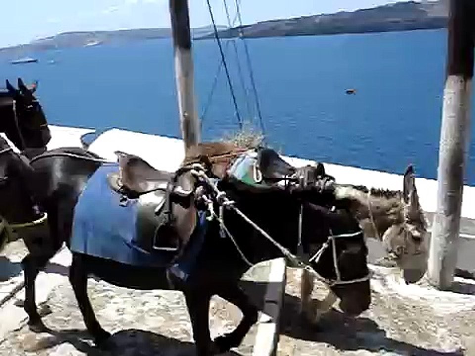 Donkeys in Santorini