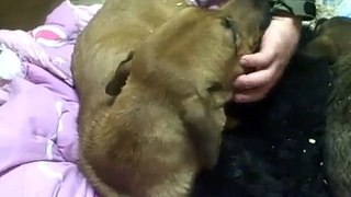 Mom and Puppies: Reunited & Rescued
