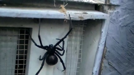 big black widow spider