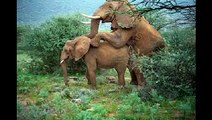 The Ivory Wars   An Elephants Bloodbath