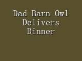 Barn Owl Dad Delivers Dinner