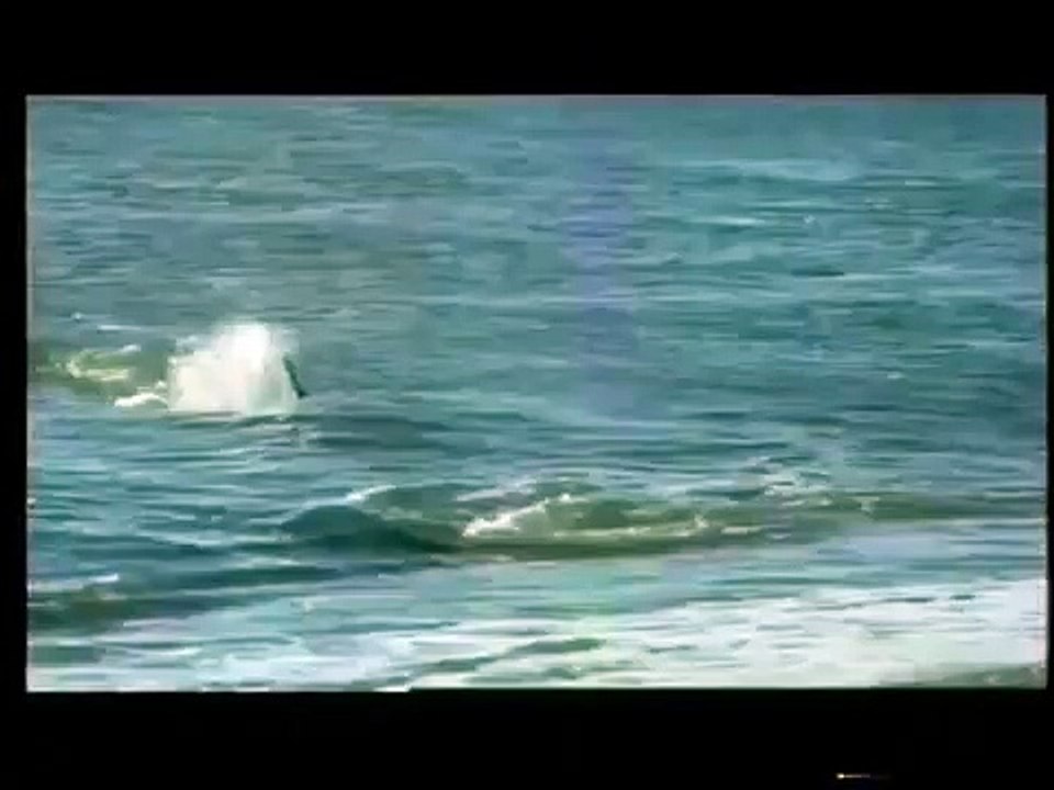 逃げてアザラシ！ シャチが襲ってくるよ～！