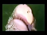 犬 vs サメ - 犬がサメを退治する激レア映像
