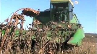 Sunflower harvest at Scott Farm