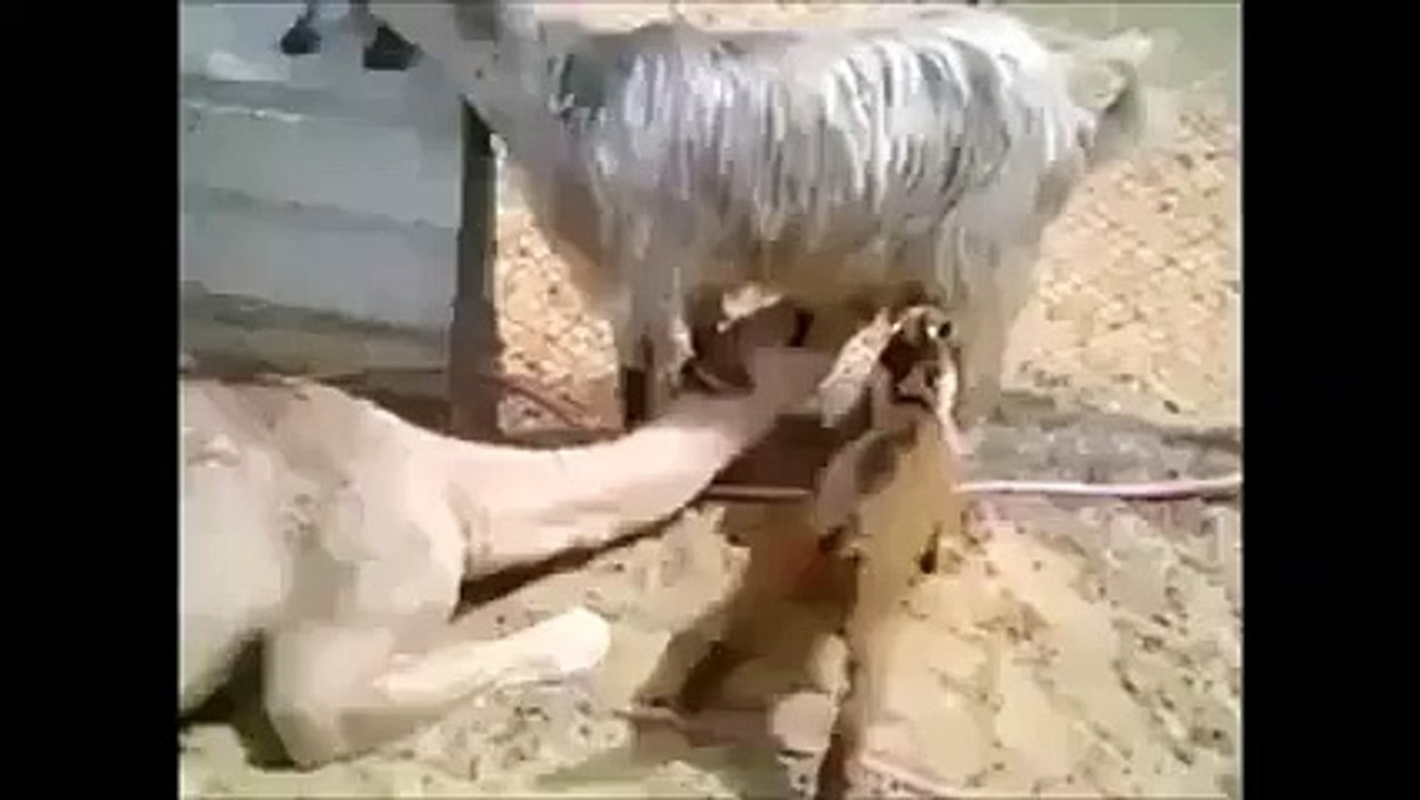 goat feeding camel