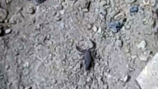 Scorpion in Kentucky