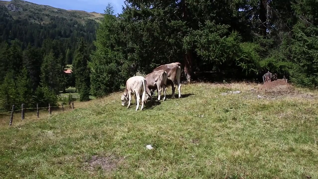 Tiergeräusche Teil #5: Die Kuh(glocke)