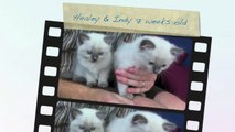 Ragdoll kittens Healey and Indy 7 weeks old.mov